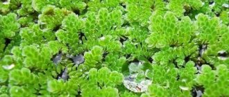 The best aquarium plants - catalog with photos and names