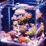 Small aquarium (mini, small, 5, 10 liters): fish, how to care for them, with one fish, decoration, design, plants, care, lamp, heater