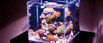 Маленький аквариум (мини, небольшой, 5, 10 литров): рыбки, как ухаживать, с одной рыбкой, оформление, дизайн, растения, уход, лампа, обогреватель