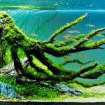 Slow herbal aquarium