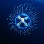 Cross jellyfish, photo