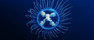 Cross jellyfish, photo