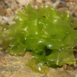 multicomponent algae