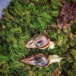 Moss for snails