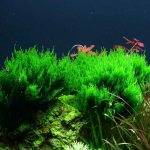 Flame moss is a favorite of aquarists all over the world. Despite the fact that the plant is unpretentious, it still... 
