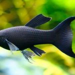 Black mollies (fish): differences between males and females, reproduction, pregnant female, diseases, keeping in a community aquarium, fry