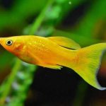 Yellow mollies (golden, black-gold, lyretail): reproduction, pregnant female, maintenance, care, compatibility, reviews, life expectancy, photo