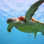 sea ​​turtle swims