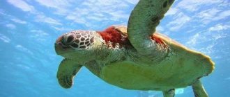 морская черепаха плавает