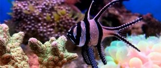 sea ​​fish Apogon