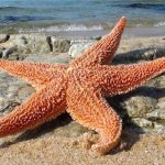 Starfish. Photos, types, is it dangerous, can it be eaten, interesting facts 