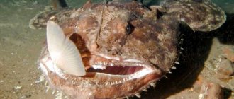 Monkfish with prey in its mouth
