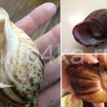 Can a snail live without a shell?