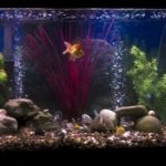 Is it possible to turn off the compressor in an aquarium at night?