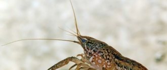 Marble crayfish