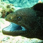 Moray opens its mouth to get enough oxygen