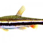 Нанностомус Бекфорда (Nannostomus beckfordi) аквариумная рыбка