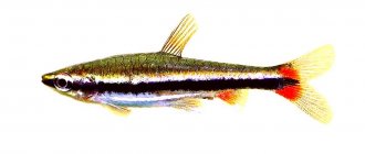 Нанностомус Бекфорда (Nannostomus beckfordi) аквариумная рыбка