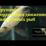 Impaired coordination of movement in aquarium fish. Malawian cichlids 