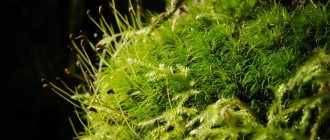 Names of mosses