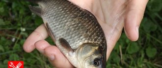 A small (palm-sized) crucian carp