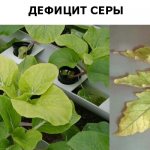 Sulfur deficiency in plants