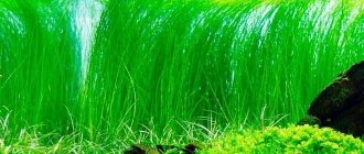 Unpretentious aquarium plants for an aquarium (the most undemanding in terms of lighting and care, simple ones that do not require soil): photo, why vegetation is needed, decorative purpose, how many plants there can be, types (Java moss, Riccia, Thai and Indian ferns, Cladophora, Vallisneria, key moss, nayas, hornwort, elodea)