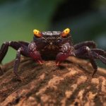 Despite its menacing name, the vampire crab is absolutely harmless