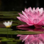 Nymphea - planting and care in a pond, features of growing water lilies
