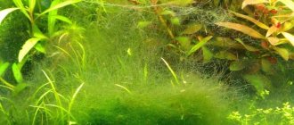 Filamentous algae: description, reasons for its appearance in the aquarium, how to get rid of algae