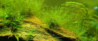 filamentous algae