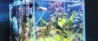 Оформление аквариума: ТОП-80 идей оформления в 2022 году