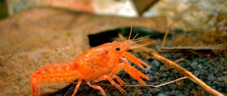 Orange dwarf crayfish