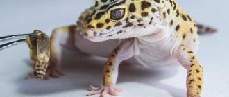 The main diet of leopard geckos in nature is insects.