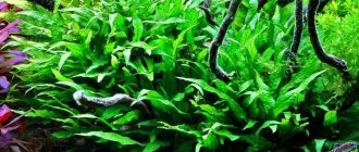 Thai angustifolia and pterygoid fern photo