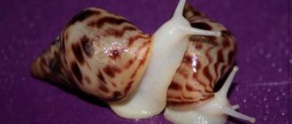 Pair of Achatina snails