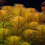 pinnate aquarium plant