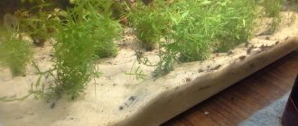 Sand for an aquarium - how to choose the right soil?