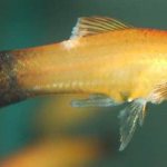 Fin rot (fin pseudomonosis): treatment of fish in a community aquarium, causes, medications and remedies (chloramphenicol)
