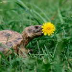Why the turtle doesn&#39;t eat - the main reasons for strange behavior