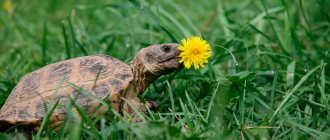 Почему черепаха не ест - основные причины странного поведения