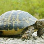 почему у черепахи стал мягкий панцирь