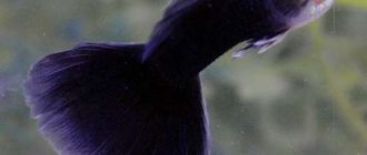 Semi-black purple guppy