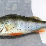 post-diplostomiasis of fish
