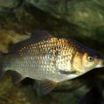 Freshwater-fish-their-types-names-features-and-habitat-3