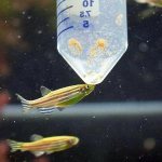 simple feeder for aquarium fish