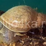 pond snail photo
