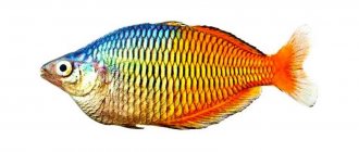 Boesman&#39;s rainbowfish (Melanotaenia boesemani) rainbow aquarium fish