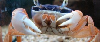 Rainbow crab is the most popular crab that can be found at home.