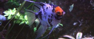 difference between female and male angelfish